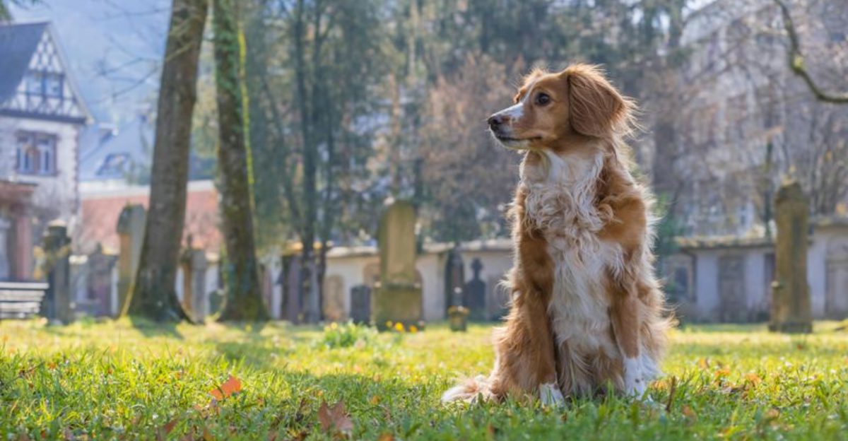 Want Better Focus in Public 13 Breeds That Benefit Most From Engagement Games