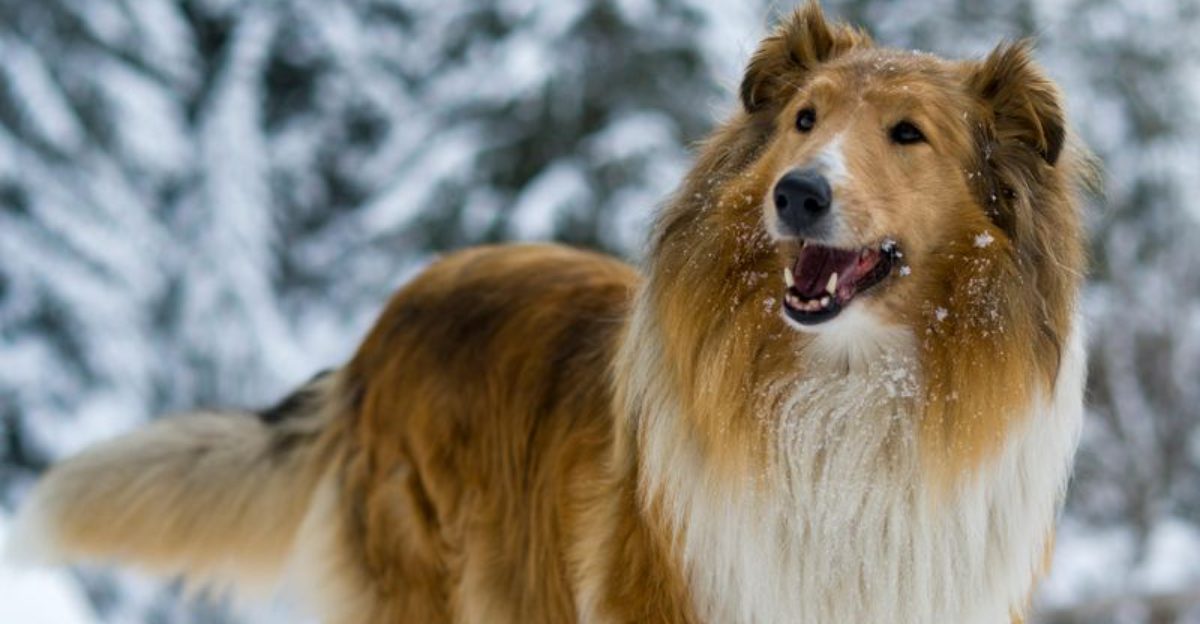Want a Dog That Doesnt Panic Easily Start With These 10 Steady Breeds