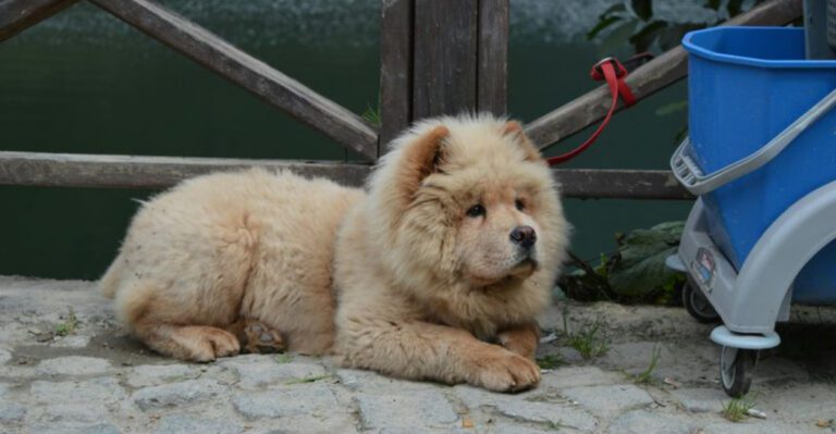 Want a Dog That Learns Settle Fast These 12 Breeds Often Catch the Off Switch Quicker dog news