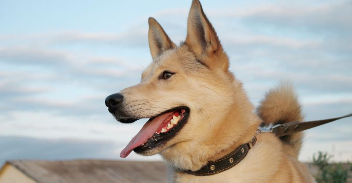 Want a Second Dog That Fits In Fast Try These 10 Breeds