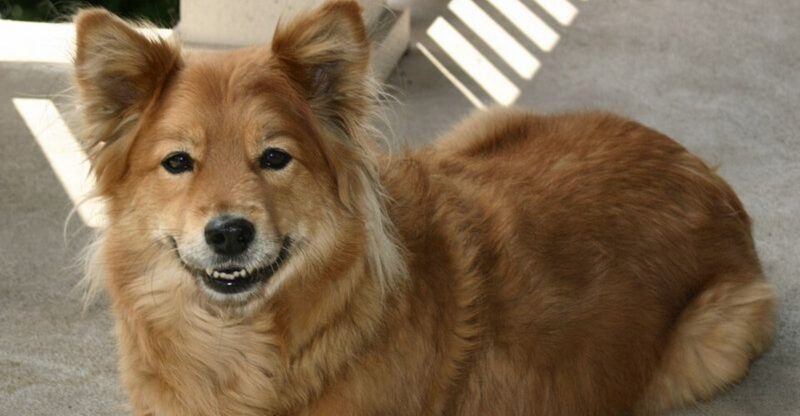 Wild Faced Dogs Are Everywhere Online 13 Breeds With a Natural Untamed Look