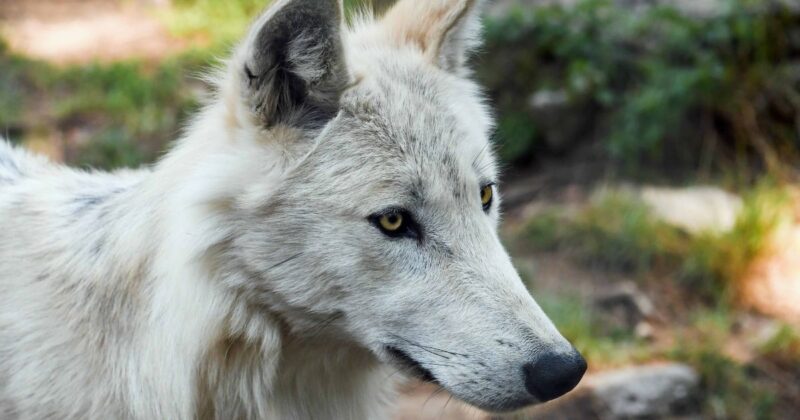 Wolfish Dogs Keep Taking Over Feeds 11 Breeds With That Wild Northern Look