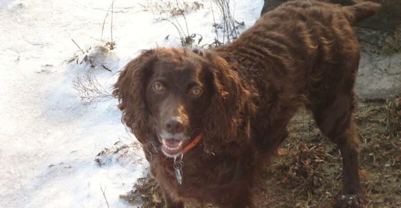Year Round Flea and Tick Is the New Vet Line 10 Outdoor Breeds Owners Keep Missing Doses With