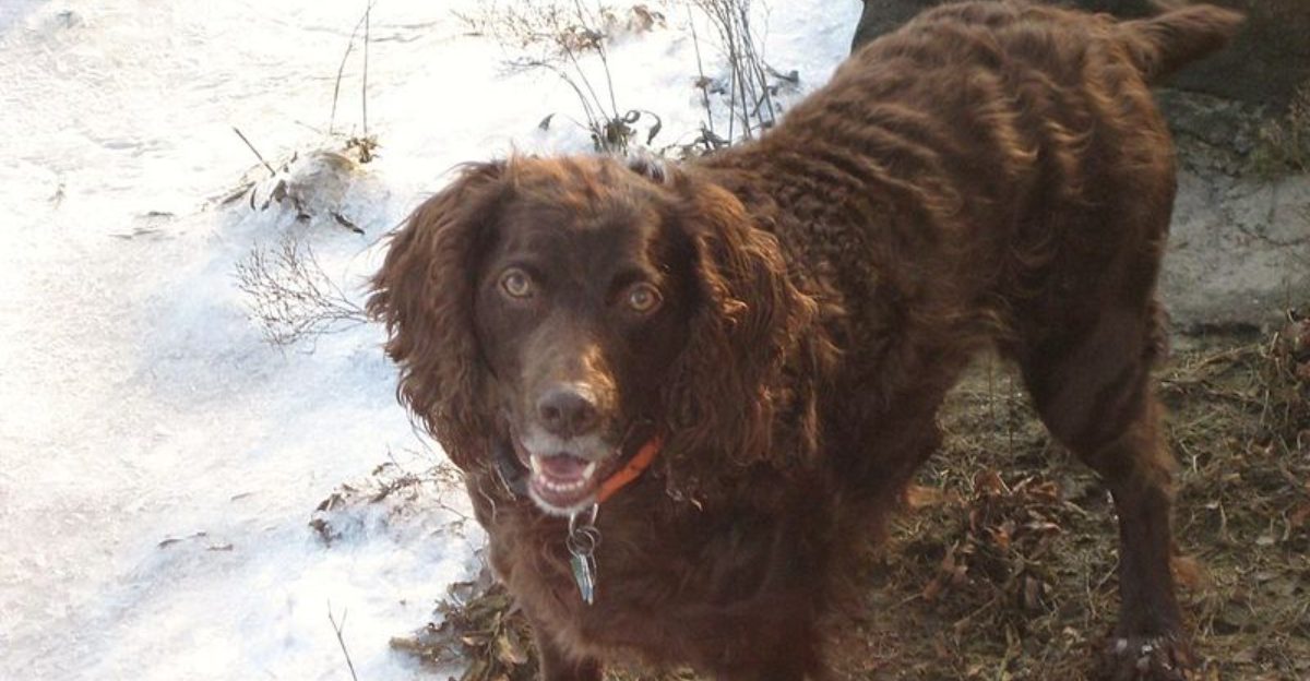 Year Round Flea and Tick Is the New Vet Line 10 Outdoor Breeds Owners Keep Missing Doses With