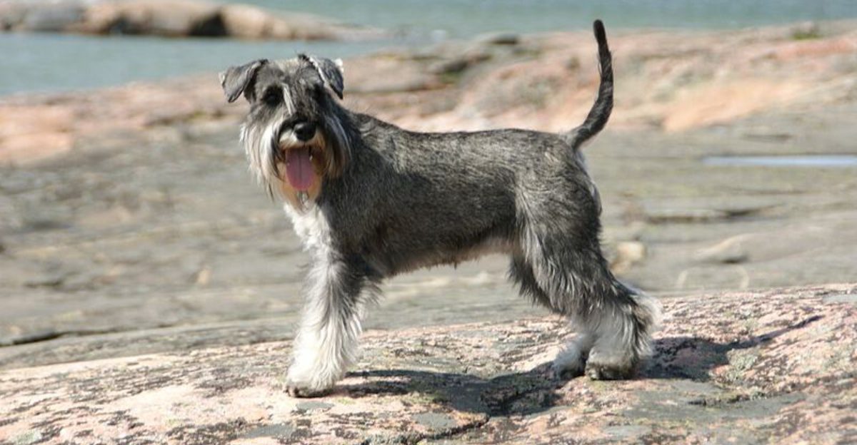 Your Dog Doesnt Need More Walks 12 Breeds That Need More Boundaries