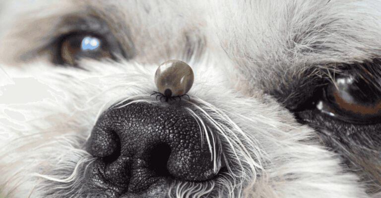 10 Pet Products Vets Wish Youd Stop Buying dog news