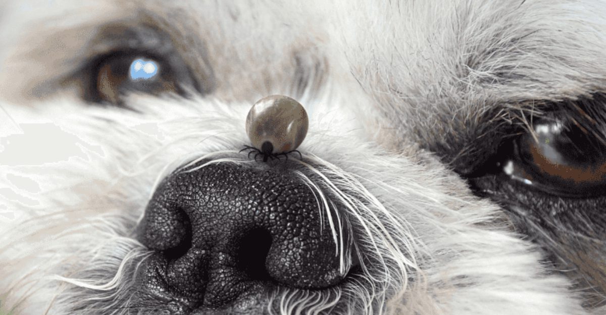 10 Pet Products Vets Wish Youd Stop Buying