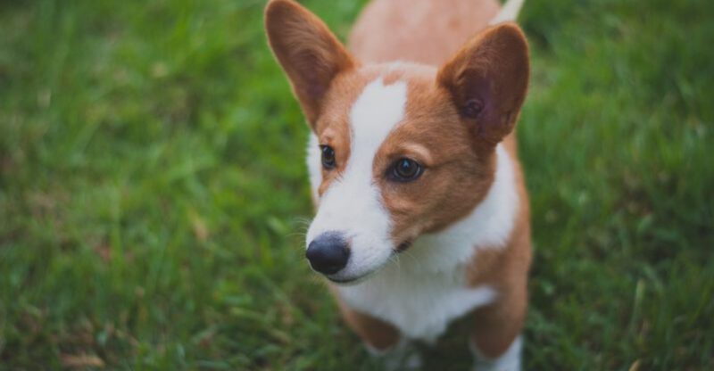 10 dog breeds that are easiest to train and 8 that test your patience