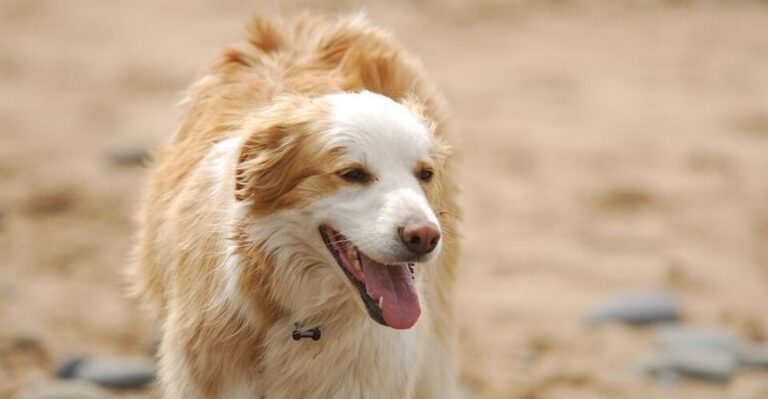 10 dog breeds that dont forgive harsh training easily dog news