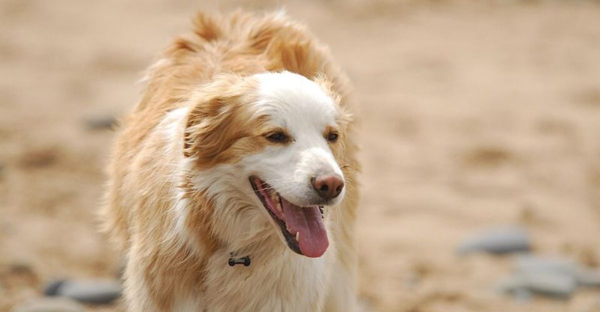 10 dog breeds that dont forgive harsh training easily