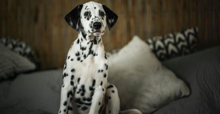 10 dog breeds that first time owners often underestimate dog news