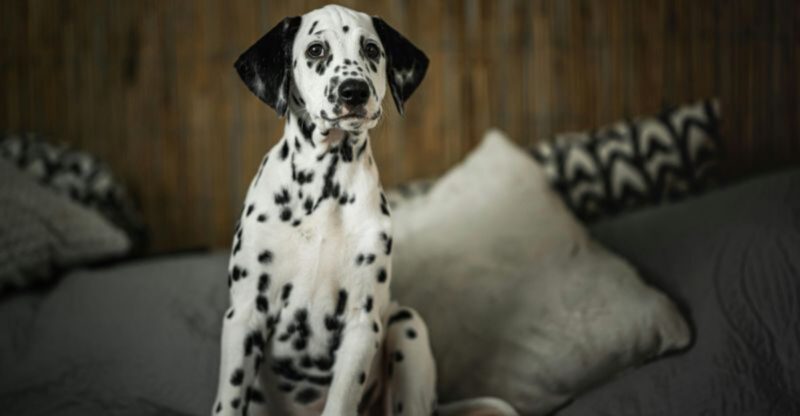 10 dog breeds that first time owners often underestimate