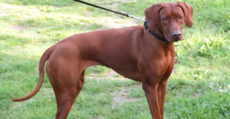 10 dog breeds that look relaxed until they think something feels off
