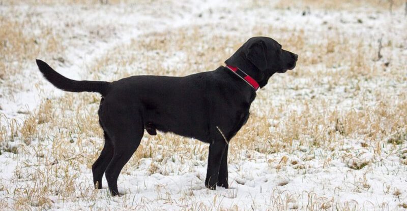 10 dog breeds that love strangers and 8 that never really do