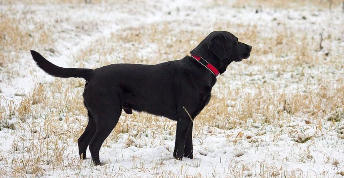 10 dog breeds that love strangers and 8 that never really do