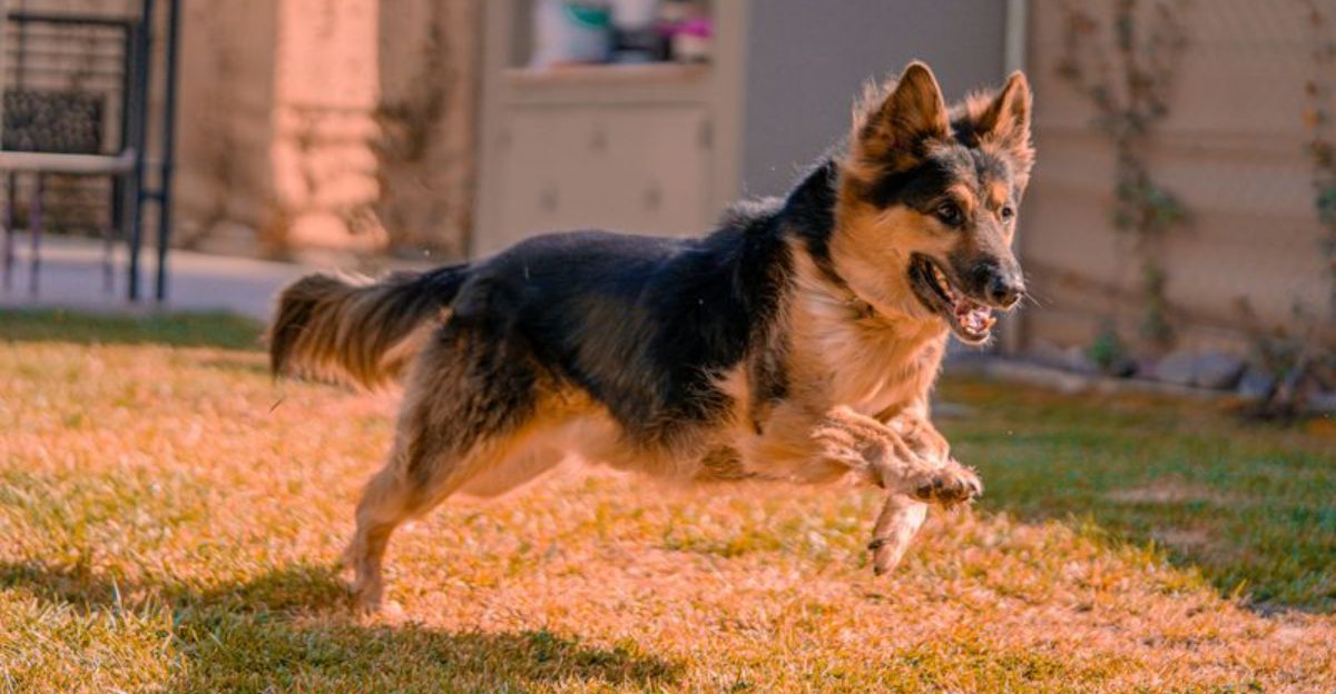 10 dog breeds that seem chill until their family feels threatened