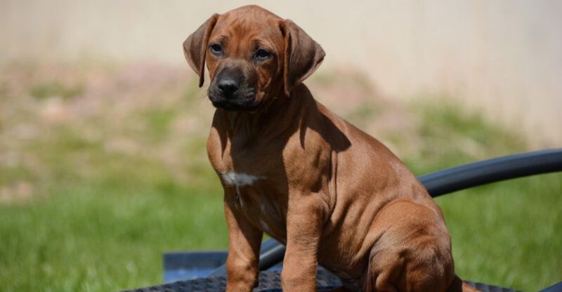 10 dog breeds that test boundaries as puppies but turn incredibly loyal