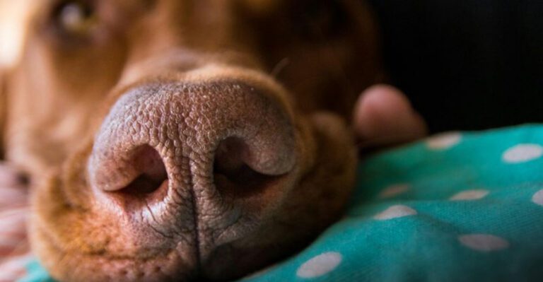 10 pet myths vets say its time to stop believing dog news