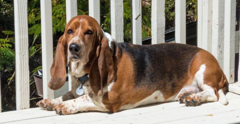 11 Long Eared Dog Breeds and Why Theyre So Beloved