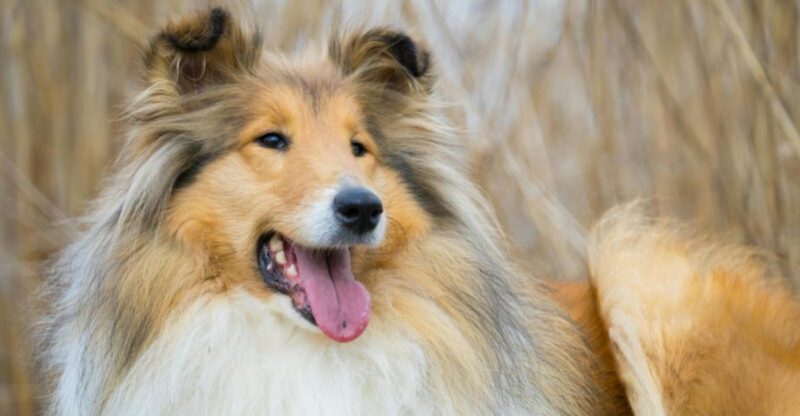 11 dog breeds that are easy to live with but still feel deeply loyal