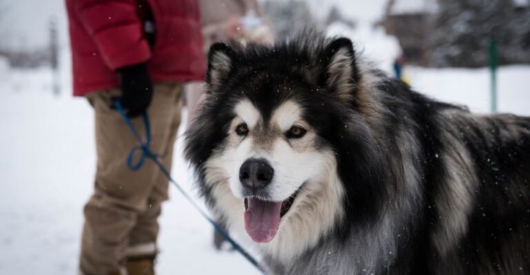 11 dog breeds that are often picked for looks and later regretted dog news