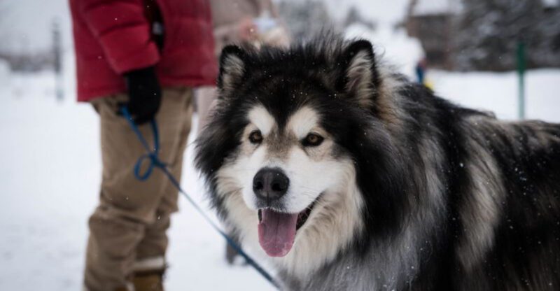 11 dog breeds that are often picked for looks and later regretted