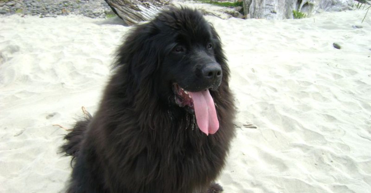 11 dog breeds that experienced owners recommend for low drama households