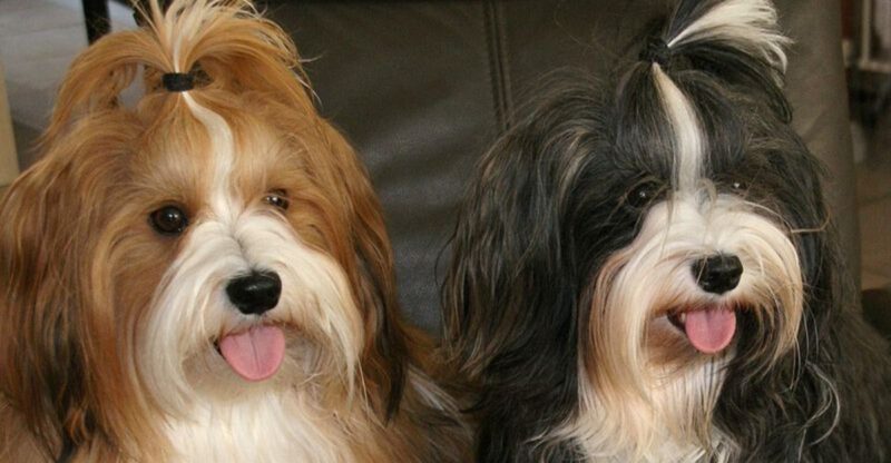 11 dog breeds that form intense bonds fast and break slowly