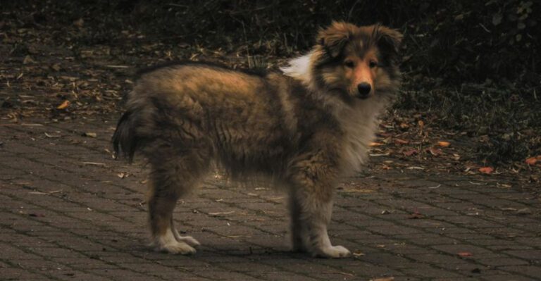 11 dog breeds that mature into exceptionally devoted companions dog news