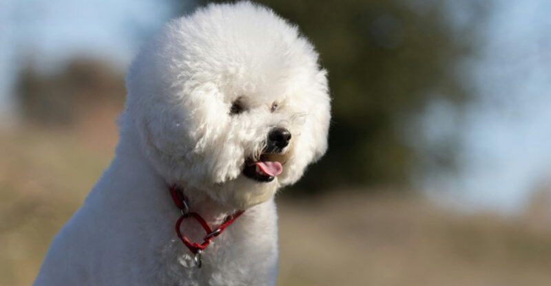 11 dog breeds that tend to be healthier than most owners expect