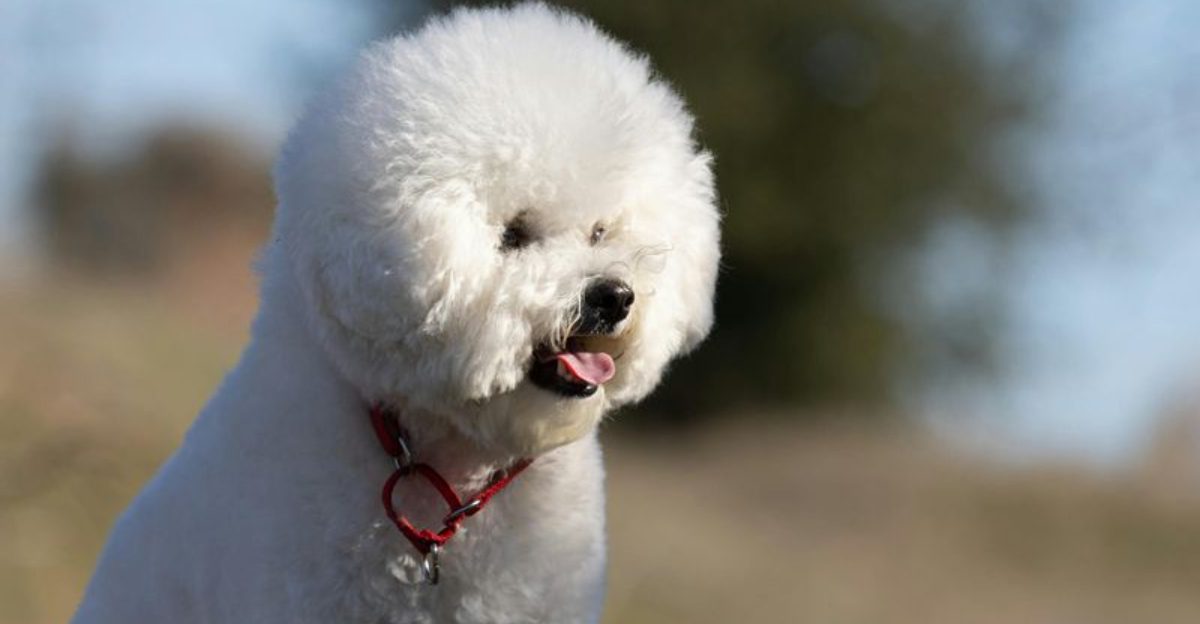 11 dog breeds that tend to be healthier than most owners