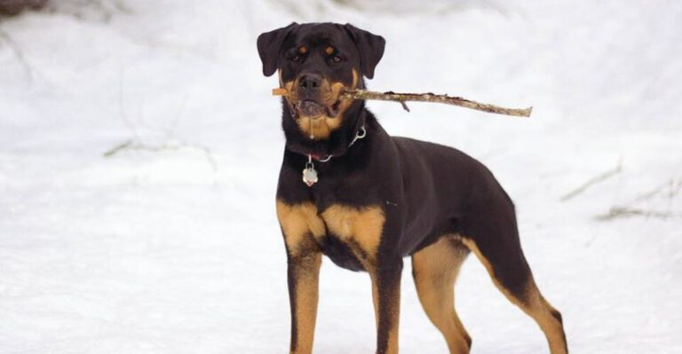 12 Dog Breeds People Keep Recommending Then Quietly Admit Theyre Not for Everyone dog news