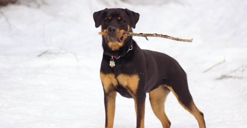 12 Dog Breeds People Keep Recommending Then Quietly Admit Theyre Not for Everyone