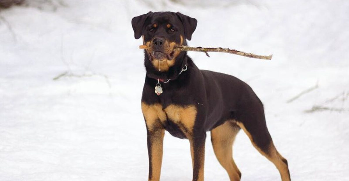 12 Dog Breeds People Keep Recommending Then Quietly Admit Theyre Not for Everyone