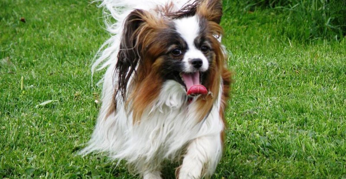 12 Dog Breeds That Start Household Drama Because They Pick a Favorite Person