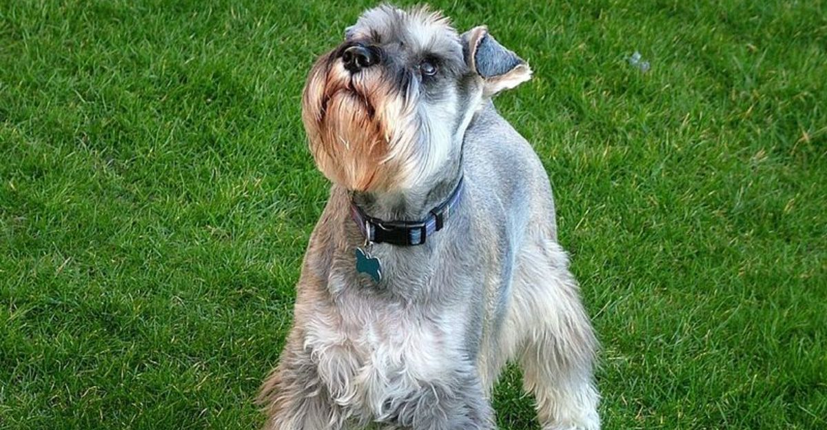 12 dog breeds that can become reactive if socialization is skipped