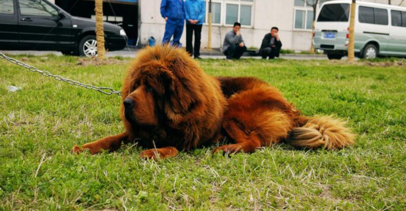 12 dog breeds that can turn reactive without consistent boundaries