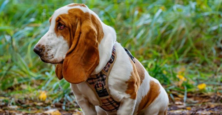 12 dog breeds that often get misread as stubborn but are actually sensitive dog news
