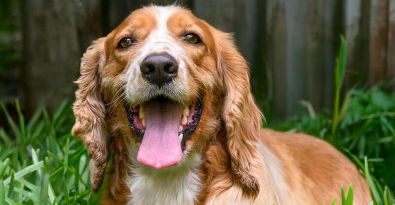 12 dog breeds that read tone of voice like a warning signal