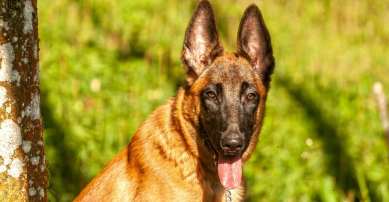 12 dog breeds that seem calm until they decide youre not safe