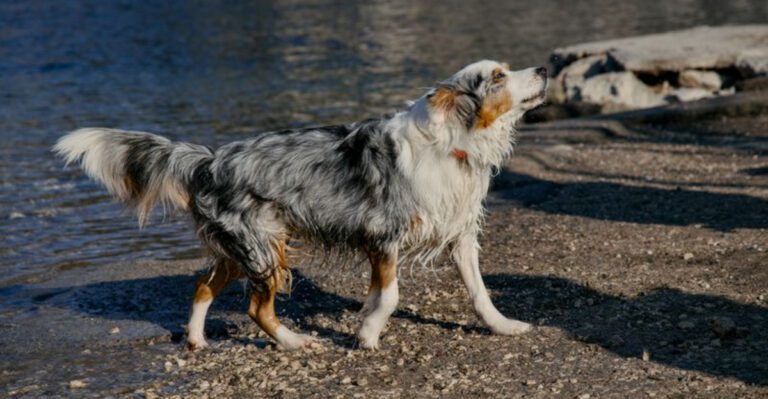 12 dog breeds that shut down in chaotic environments dog news