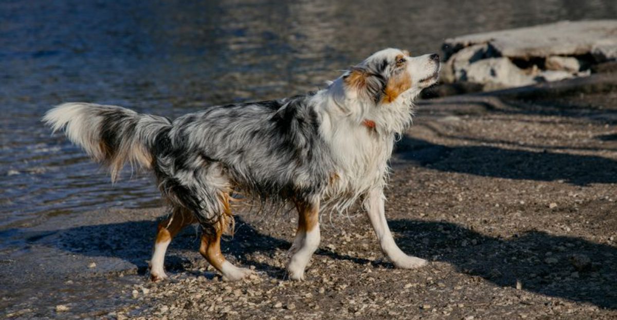 12 dog breeds that shut down in chaotic environments