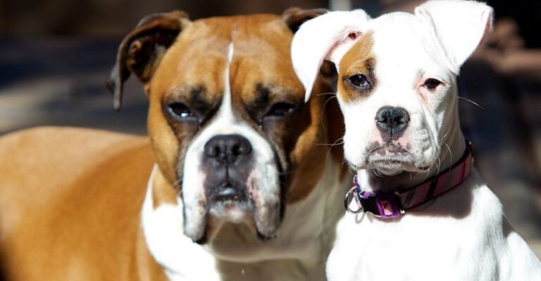 12 dog breeds that stay calm at home but become instantly alert outdoors dog news