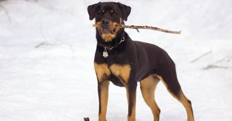 13 Breeds That Can Become Territorial Without Clear Boundaries dog news