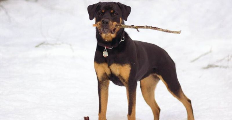 13 Breeds That Can Become Territorial Without Clear Boundaries