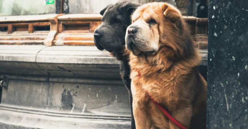 13 Dogs That Dress for Winter Like Its Their Season