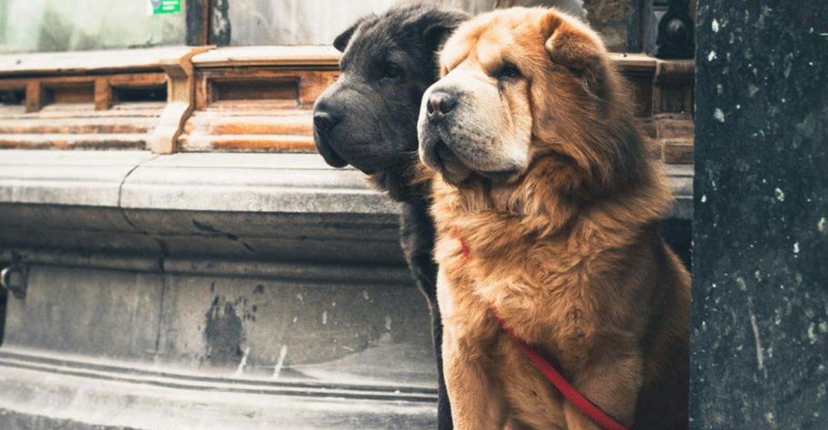 13 Dogs That Dress for Winter Like Its Their Season