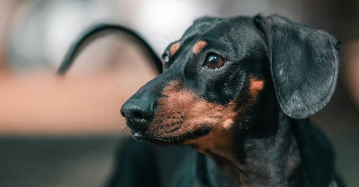 13 breeds people call the loudest in bark logs