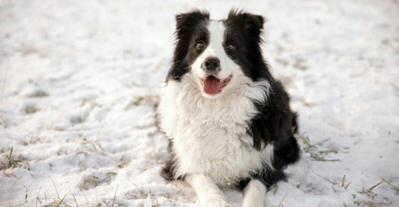 13 breeds that always seem two steps ahead