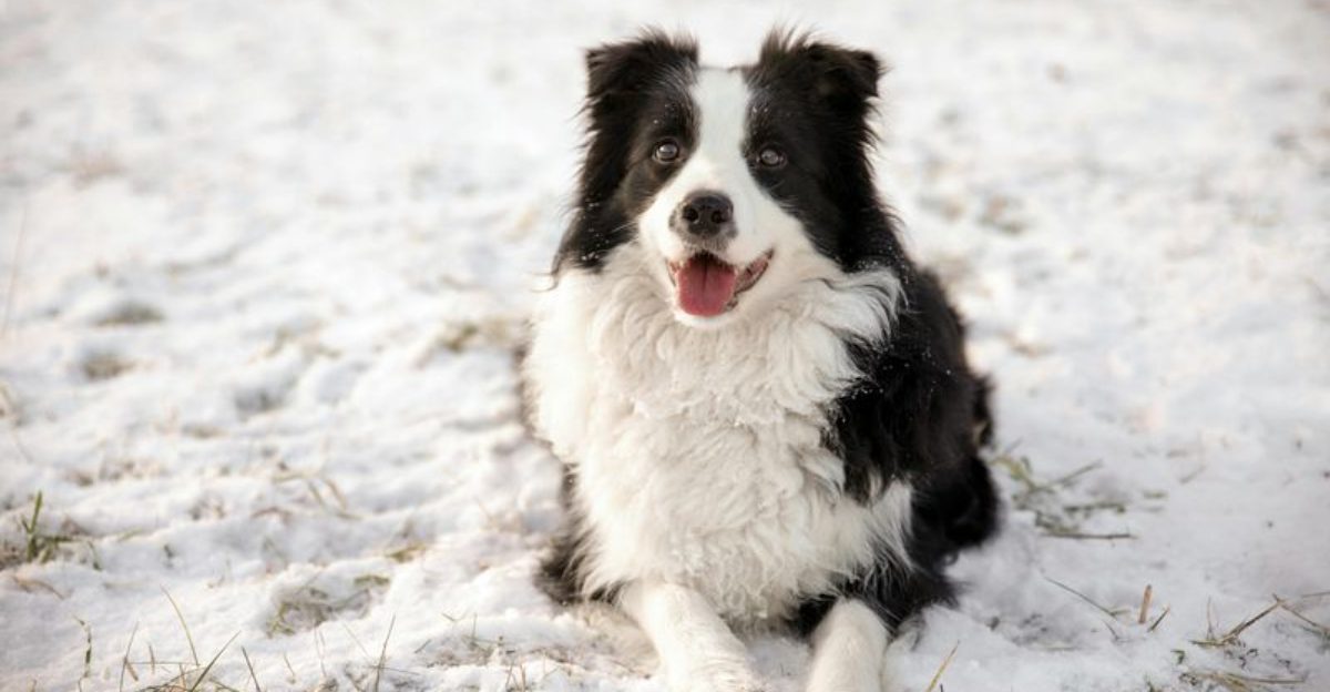 13 breeds that always seem two steps ahead